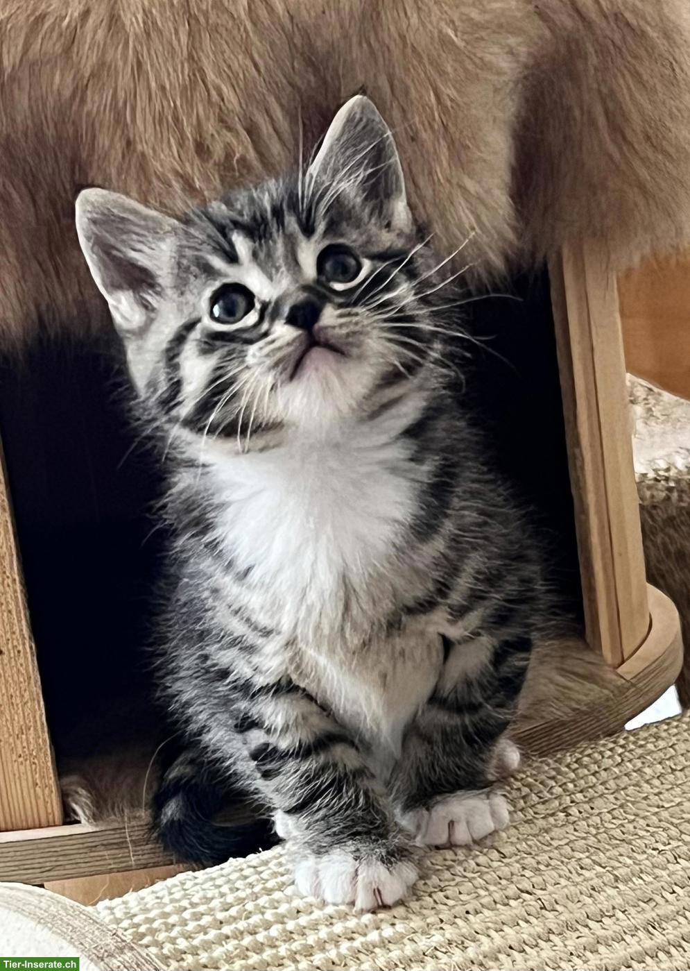 Bild 3: BKH x Maine Coon Mix Kitten suchen ein Plätzli
