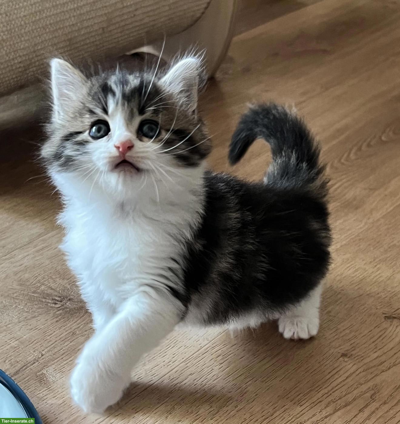 Bild 4: BKH x Maine Coon Mix Kitten suchen ein Plätzli