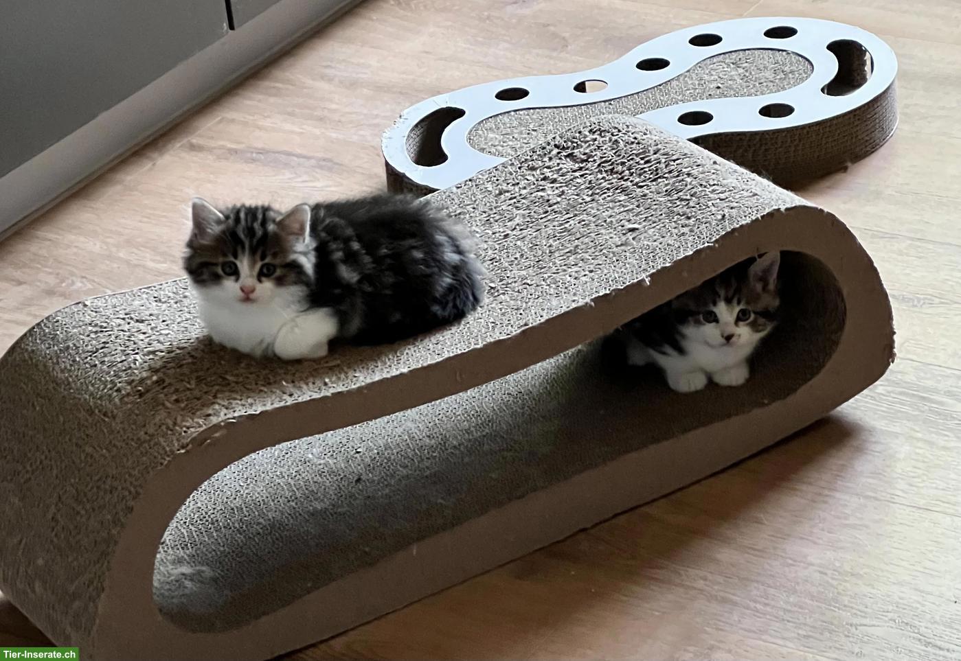 Bild 5: BKH x Maine Coon Mix Kitten suchen ein Plätzli