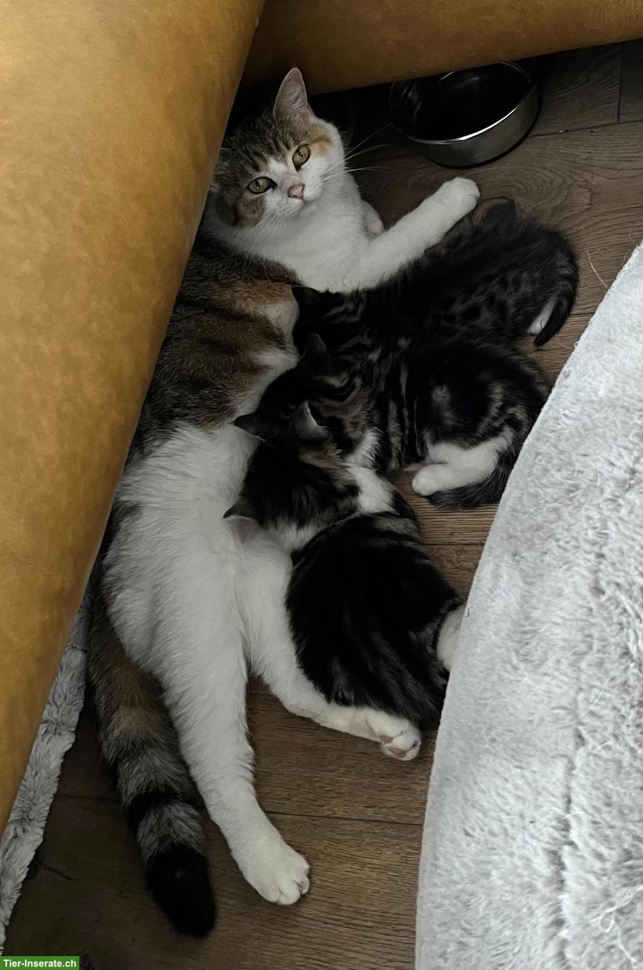 Bild 6: BKH x Maine Coon Mix Kitten suchen ein Plätzli