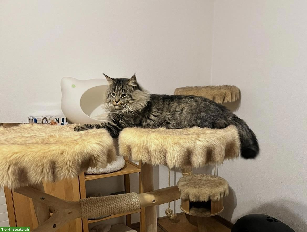 Bild 7: BKH x Maine Coon Mix Kitten suchen ein Plätzli
