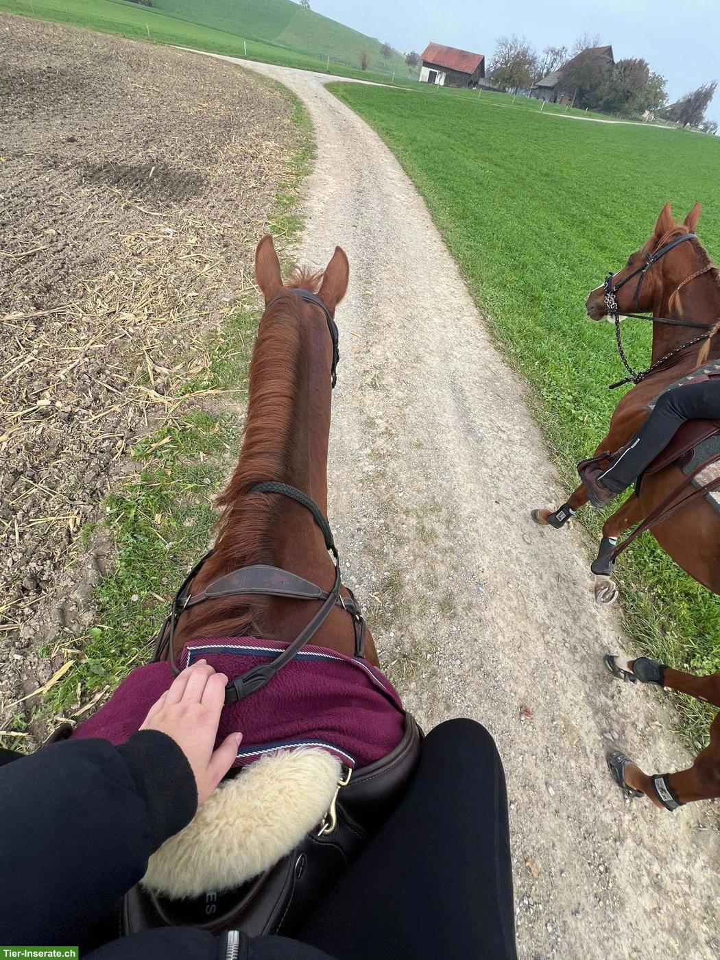 Bild 5: Charmanter Fuchswallach sucht passendes Zuhause
