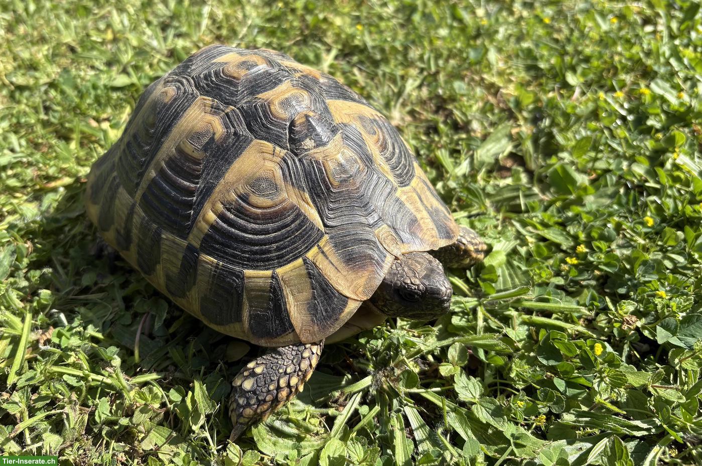 2 Griechische Landschildkröten abzugeben