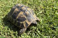 2 Griechische Landschildkröten abzugeben