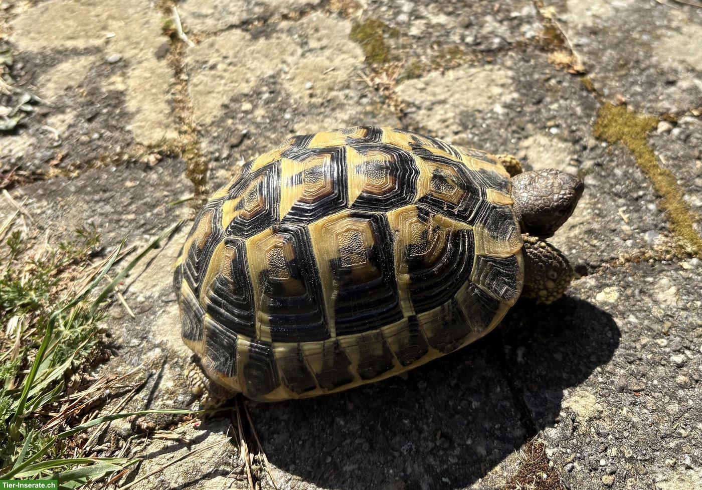 Bild 2: 2 Griechische Landschildkröten abzugeben