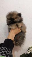 Pomeranian Welpen an Tierliebhaber zu verkaufen