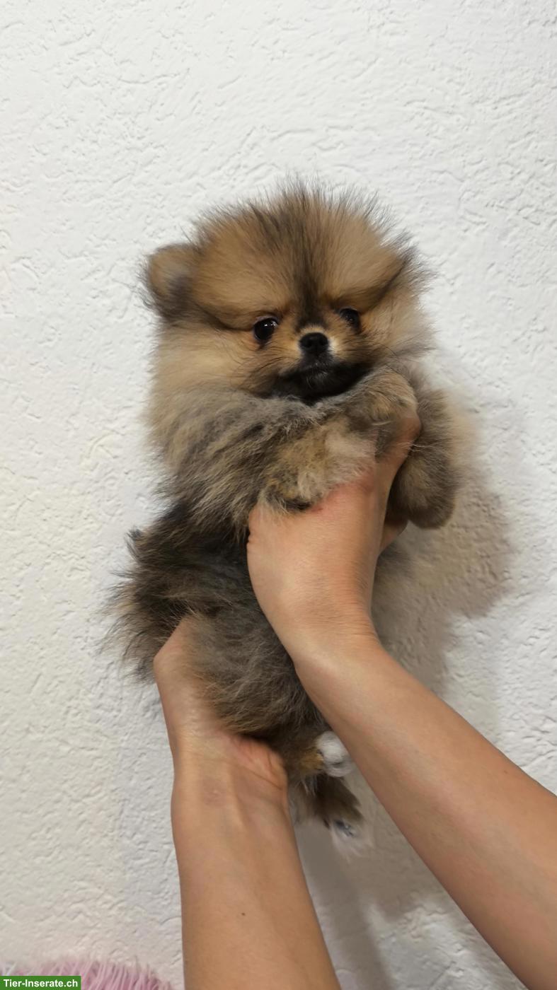 Bild 2: Pomeranian Welpen an Tierliebhaber zu verkaufen