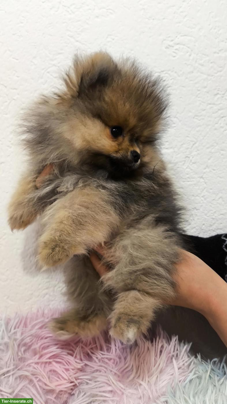 Bild 3: Pomeranian Welpen an Tierliebhaber zu verkaufen