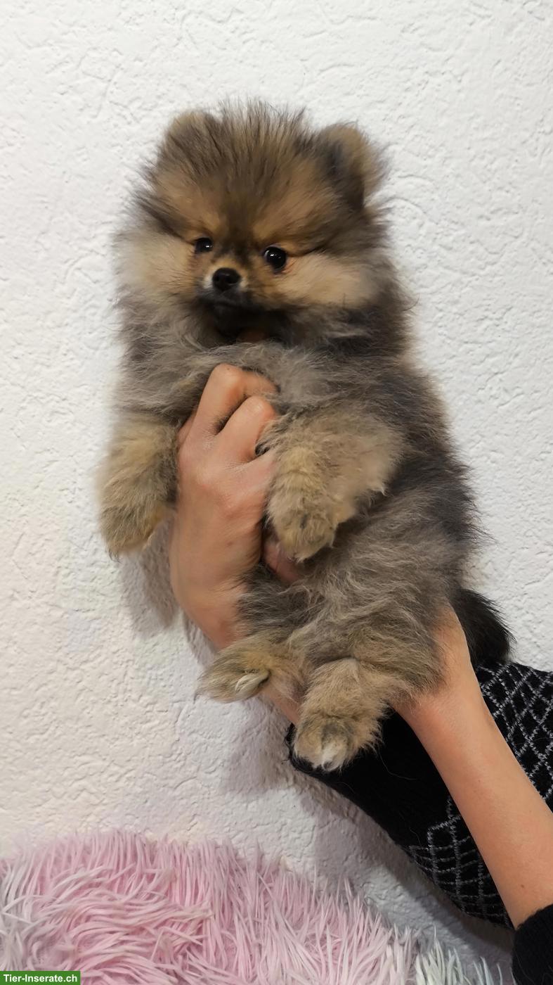 Bild 4: Pomeranian Welpen an Tierliebhaber zu verkaufen