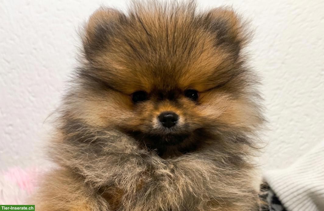 Bild 5: Pomeranian Welpen an Tierliebhaber zu verkaufen