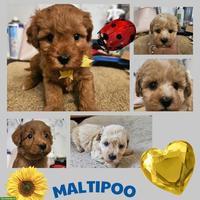 Echte Maltipoo Welpen *Malteser x Toy Zwergpudel