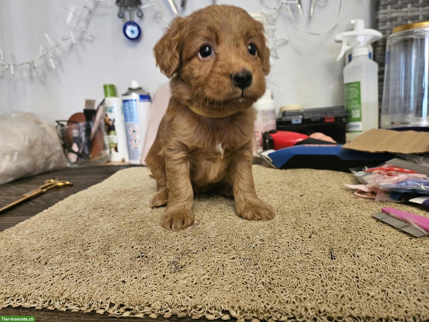 Bild 2: Echte Maltipoo Welpen *Malteser x Toy Zwergpudel