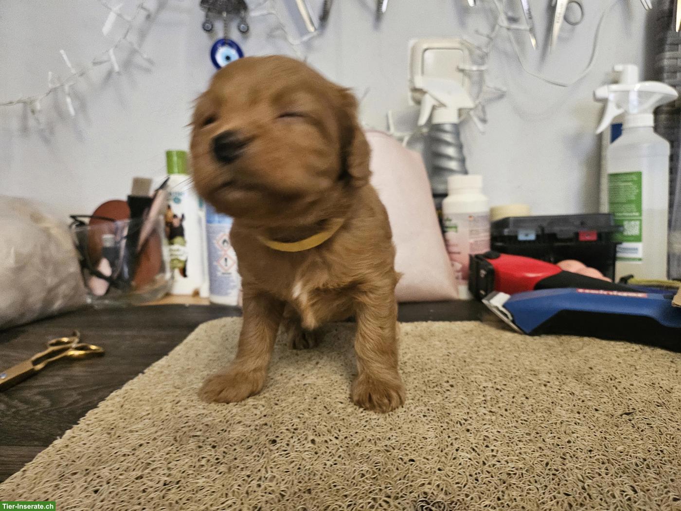 Bild 3: Echte Maltipoo Welpen *Malteser x Toy Zwergpudel