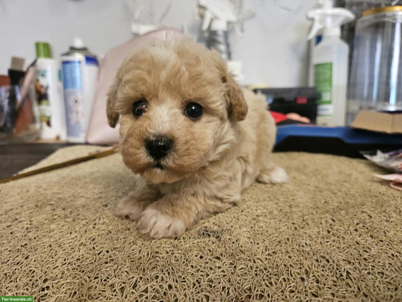 Bild 4: Echte Maltipoo Welpen *Malteser x Toy Zwergpudel