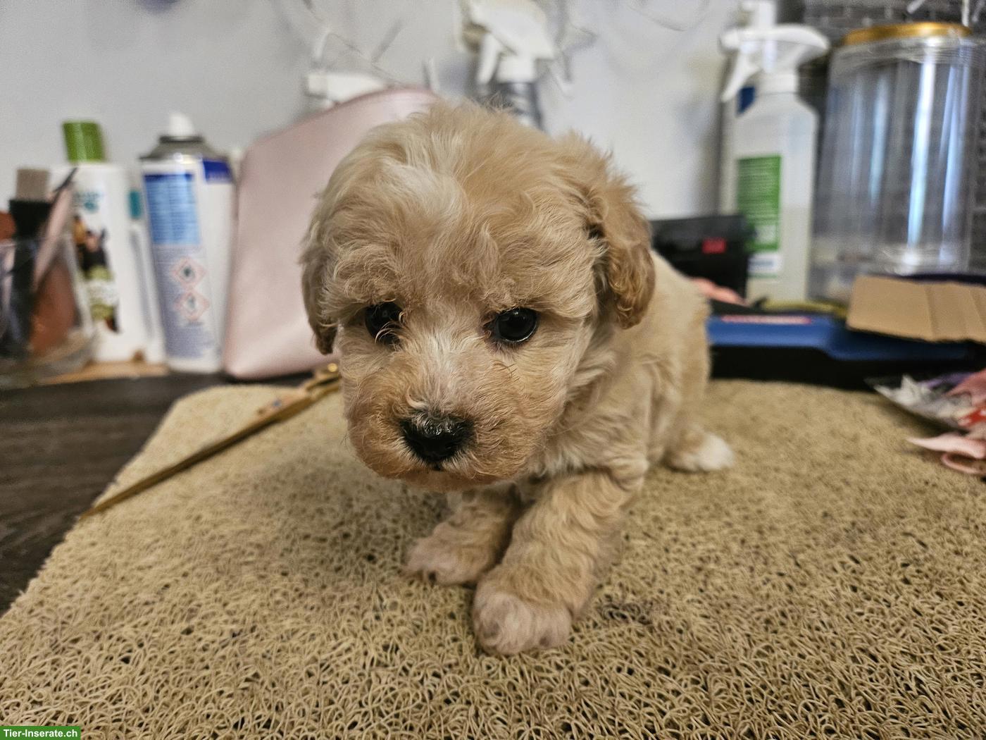 Bild 5: Echte Maltipoo Welpen *Malteser x Toy Zwergpudel