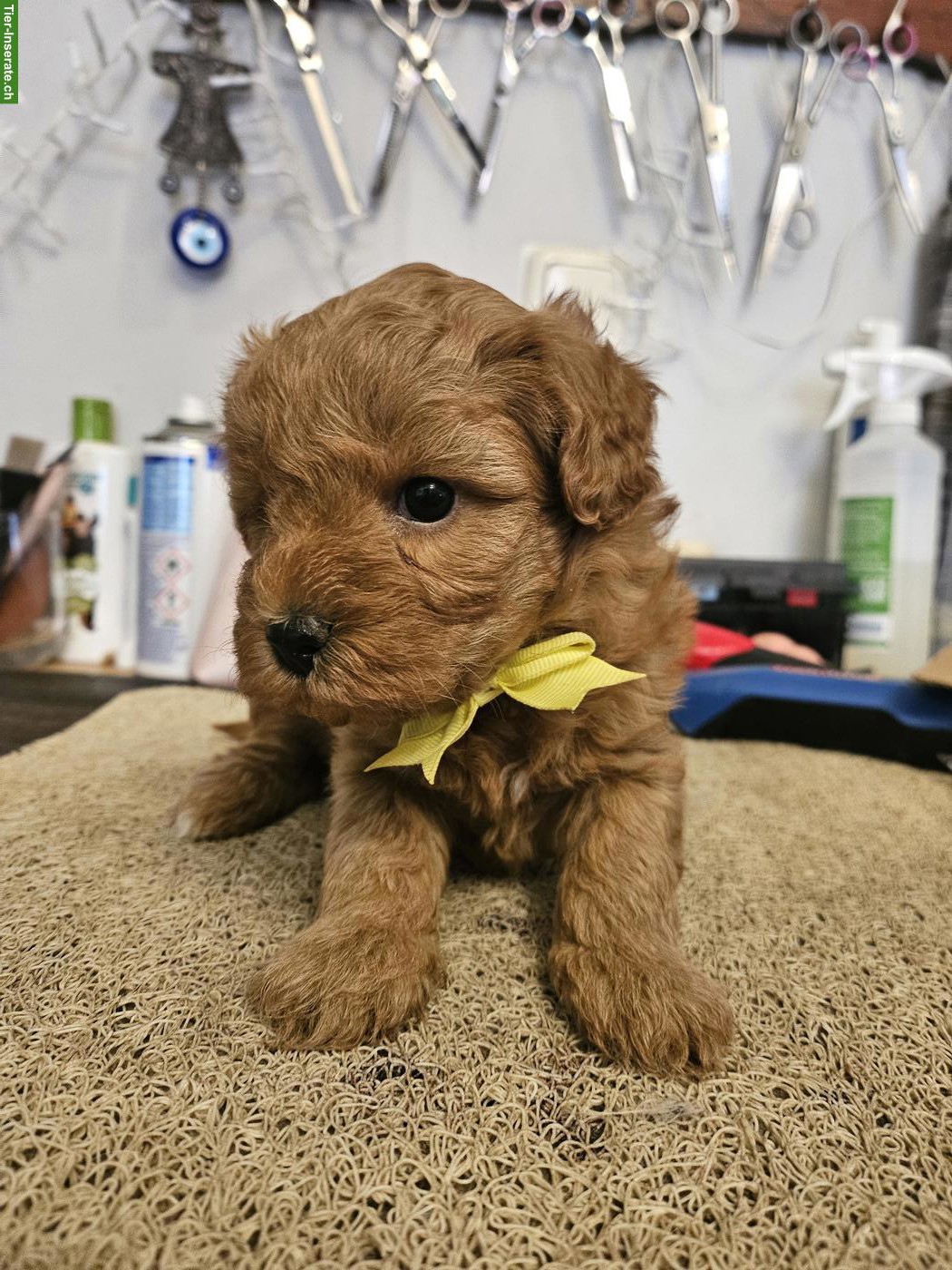 Bild 6: Echte Maltipoo Welpen *Malteser x Toy Zwergpudel