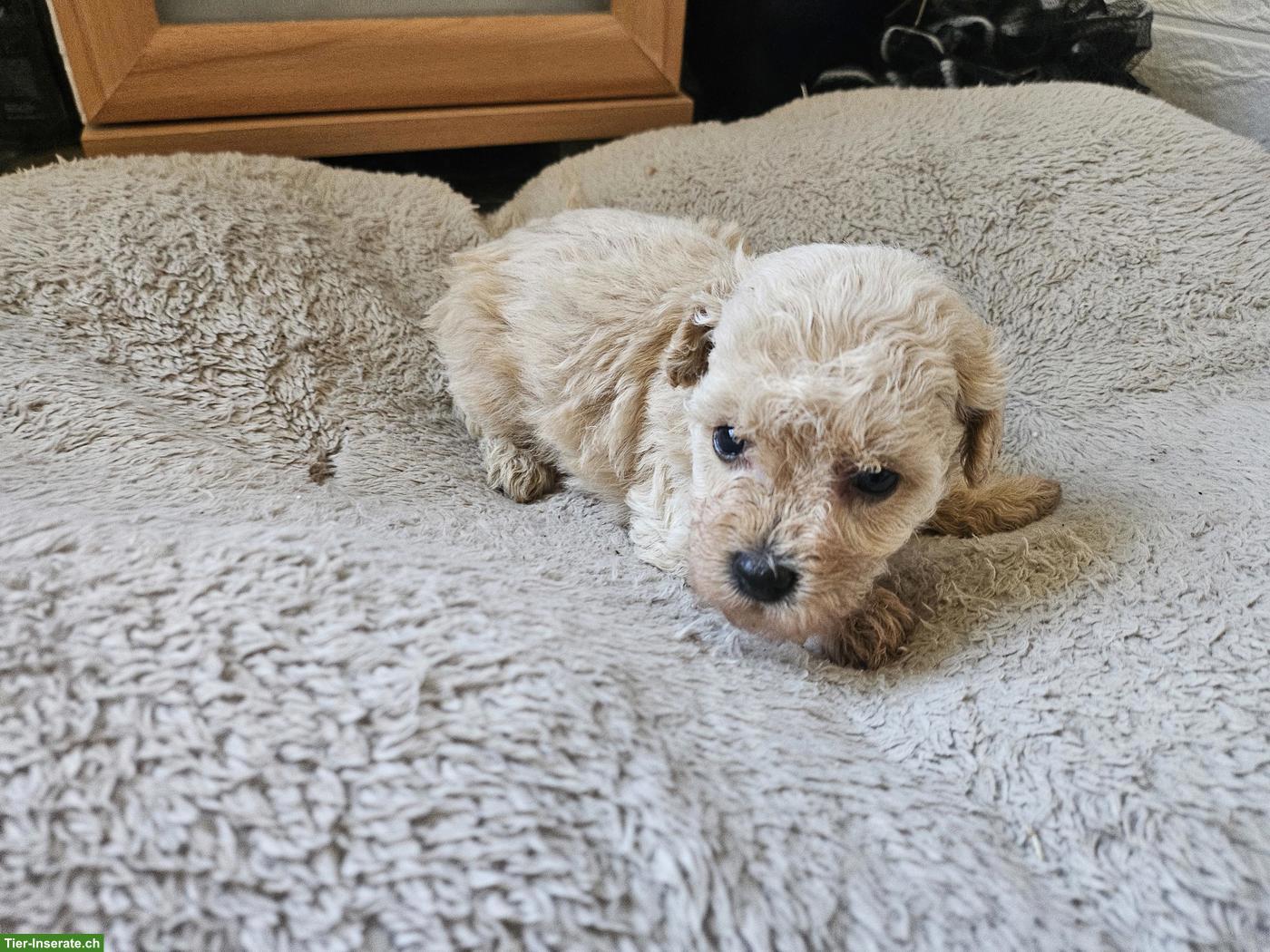 Bild 7: Echte Maltipoo Welpen *Malteser x Toy Zwergpudel