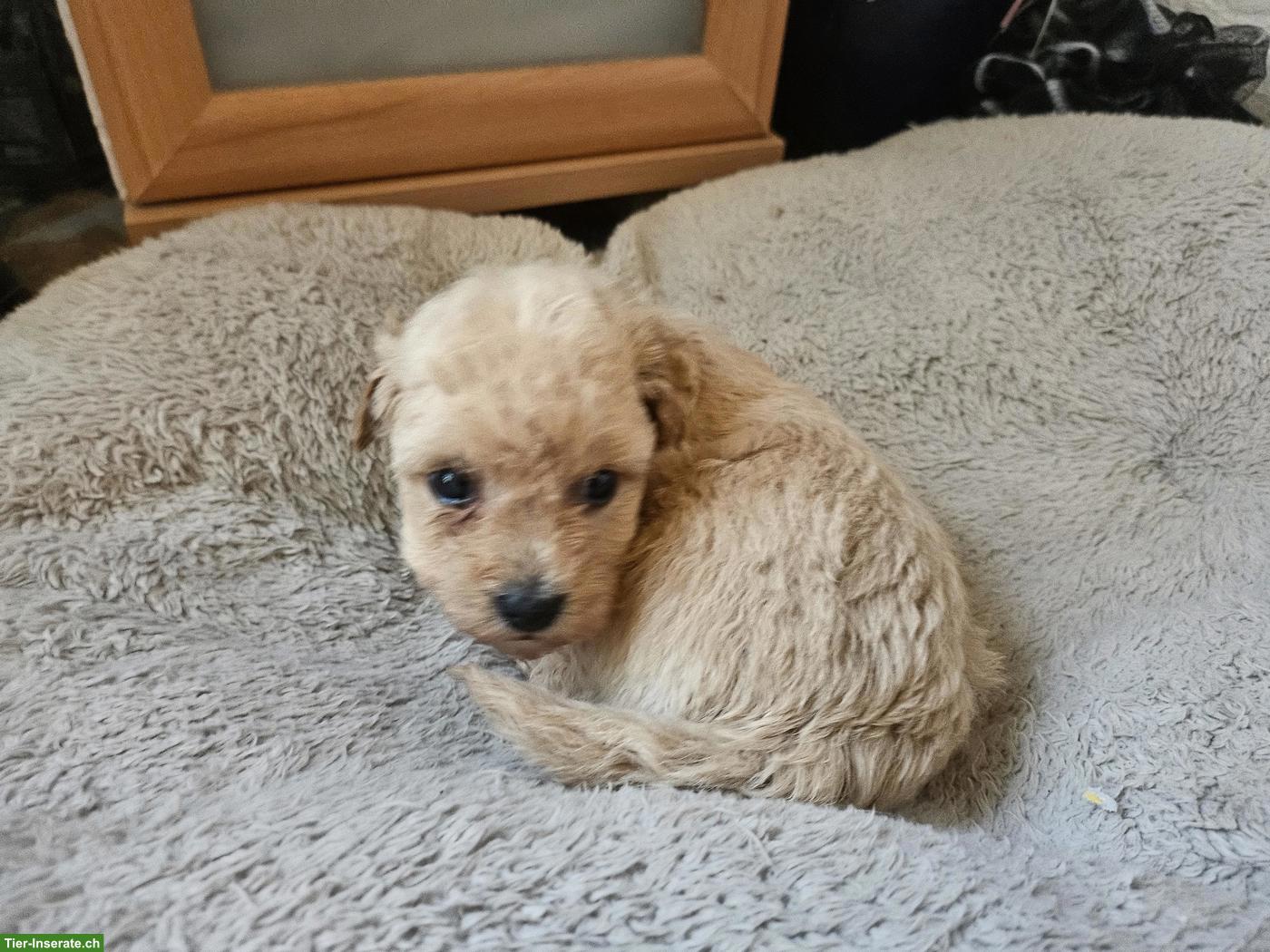 Bild 8: Echte Maltipoo Welpen *Malteser x Toy Zwergpudel
