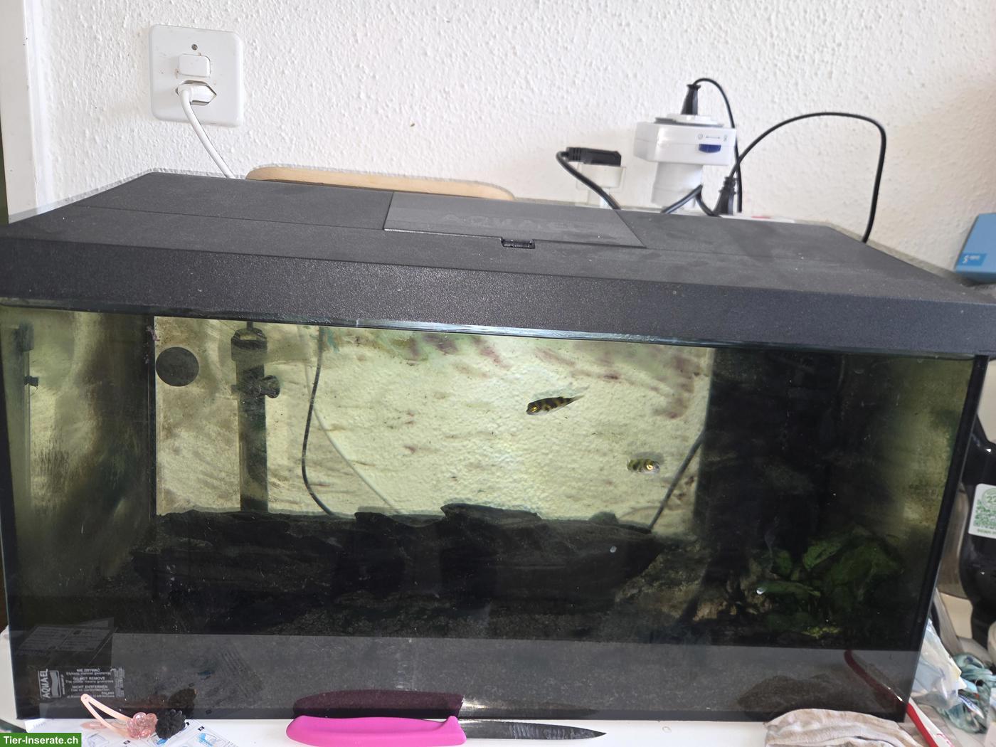 2 Assel Kugelfische inkl. Aquarium zu verkaufen