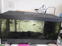 2 Assel Kugelfische inkl. Aquarium zu verkaufen