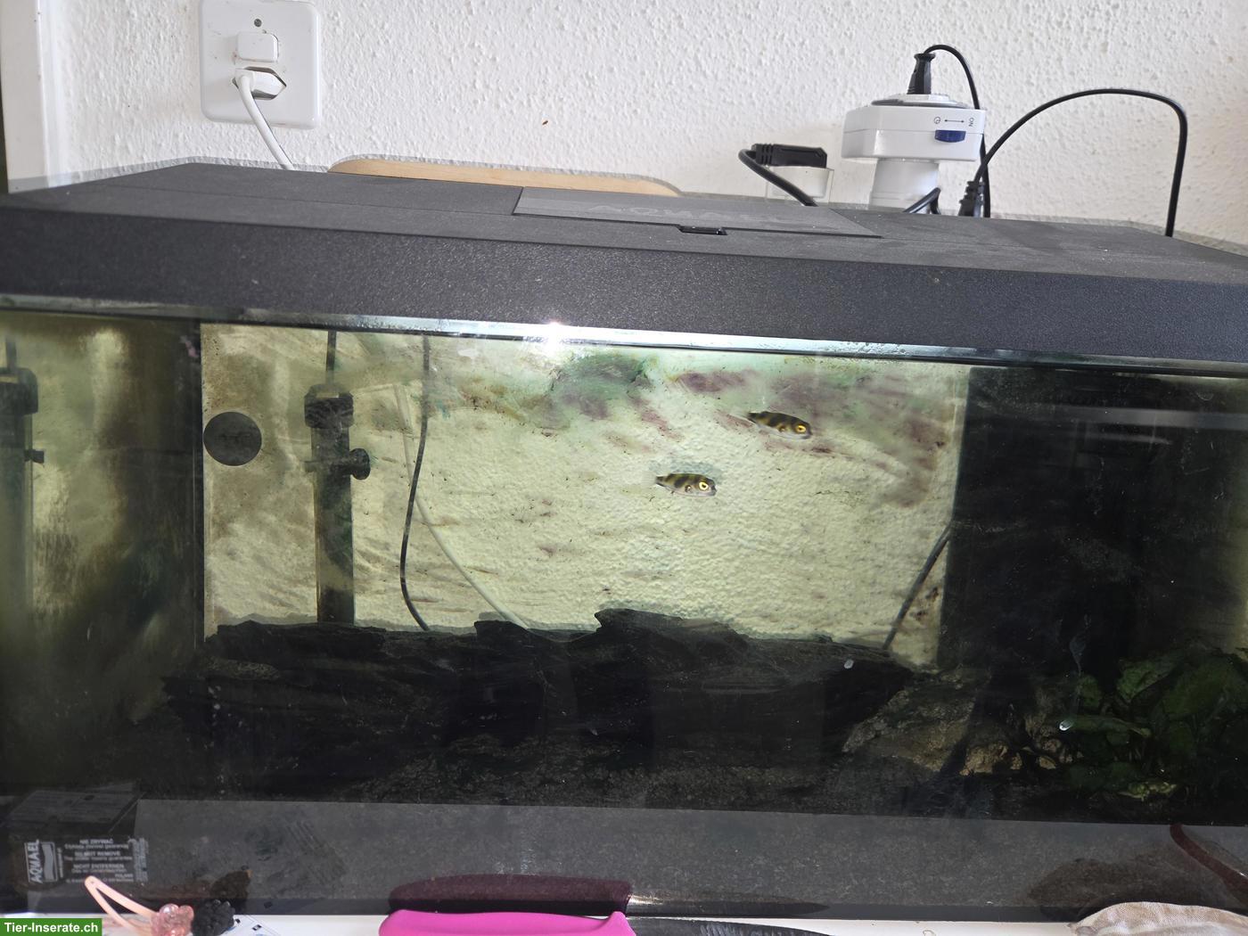 Bild 2: 2 Assel Kugelfische inkl. Aquarium zu verkaufen