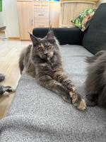 Reinrassiges Maine Coon Girl sucht ruhigen Platz