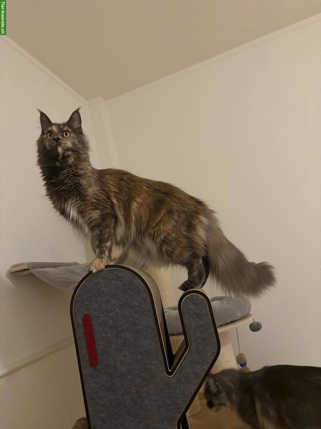 Bild 2: Reinrassiges Maine Coon Girl sucht ruhigen Platz