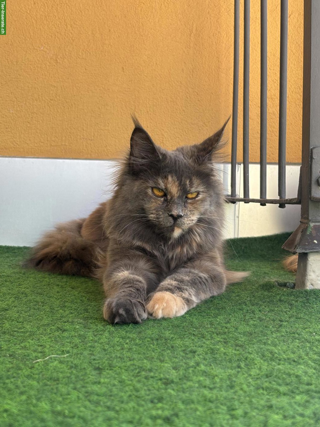 Bild 3: Reinrassiges Maine Coon Girl sucht ruhigen Platz