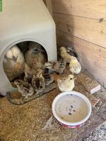 Zwerg-Seidenhuhn Küken in diversen Farben