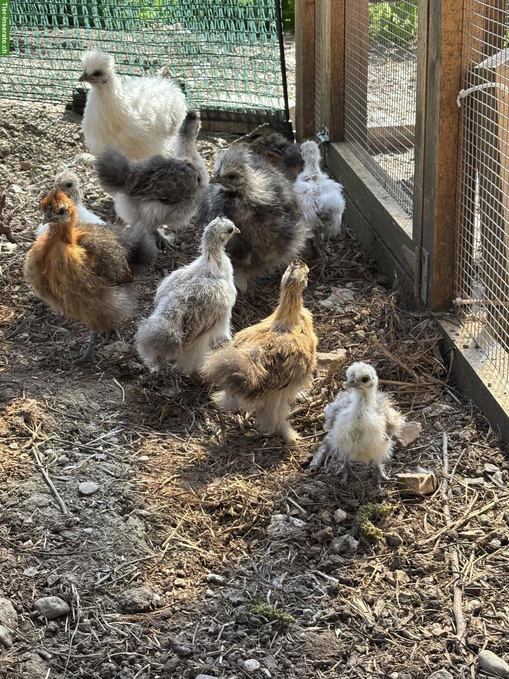 Bild 2: Zwerg-Seidenhuhn Küken in diversen Farben