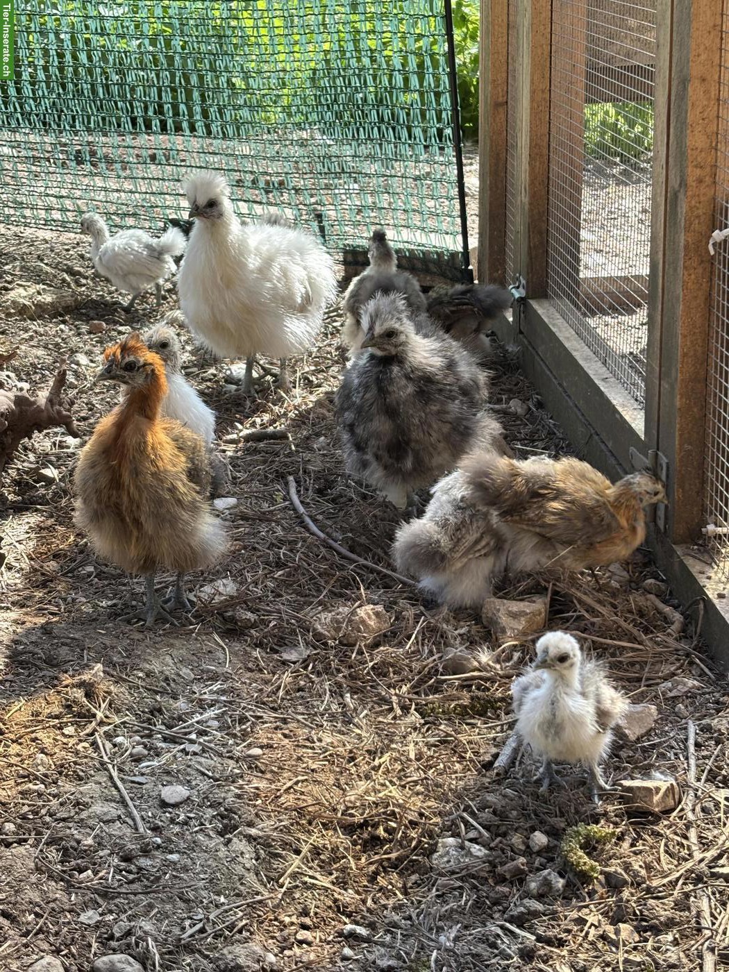 Bild 3: Zwerg-Seidenhuhn Küken in diversen Farben
