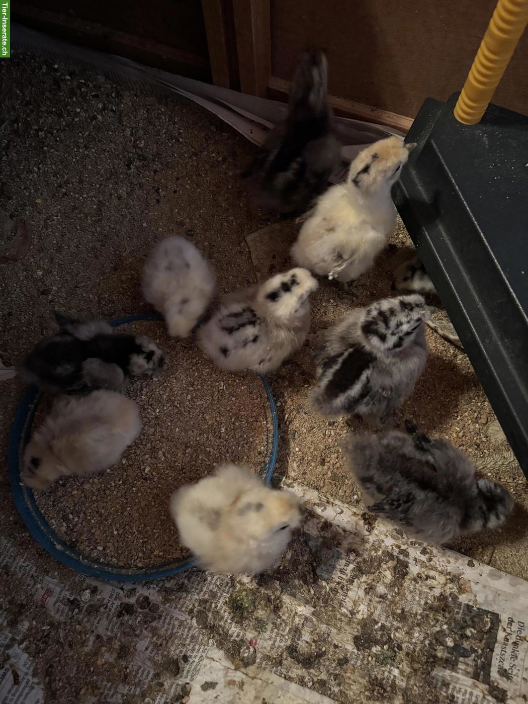 Bild 4: Zwerg-Seidenhuhn Küken in diversen Farben