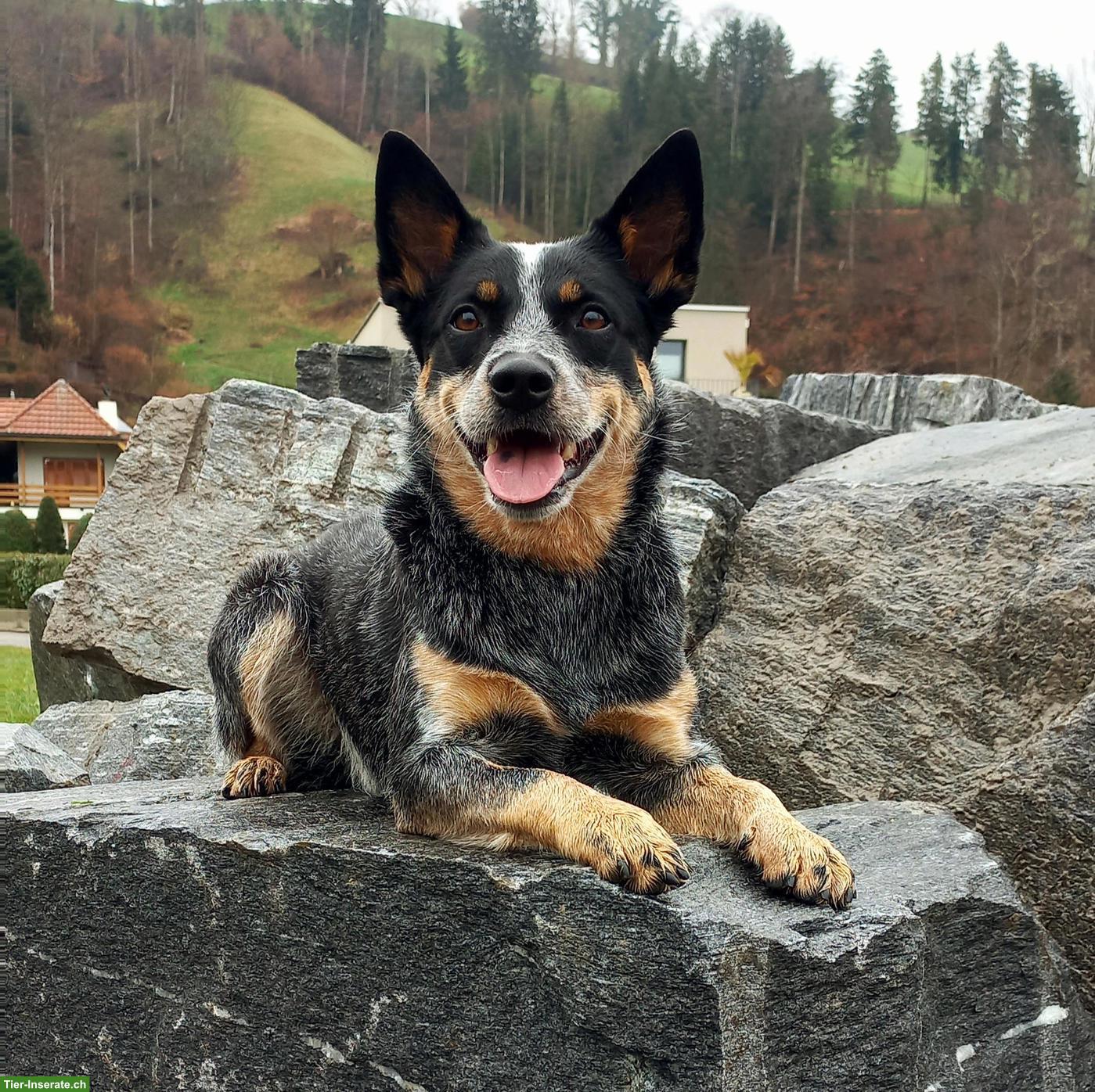 Australian Cattle Dog Hündin, sterilisiert