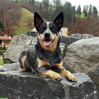 Australian Cattle Dog Hündin, sterilisiert