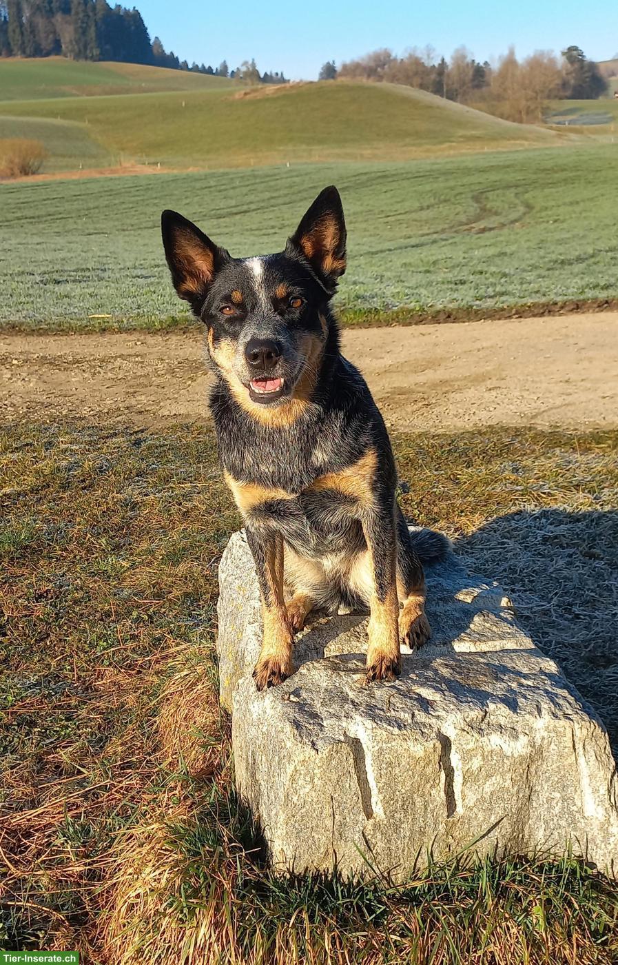 Bild 2: Australian Cattle Dog Hündin, sterilisiert