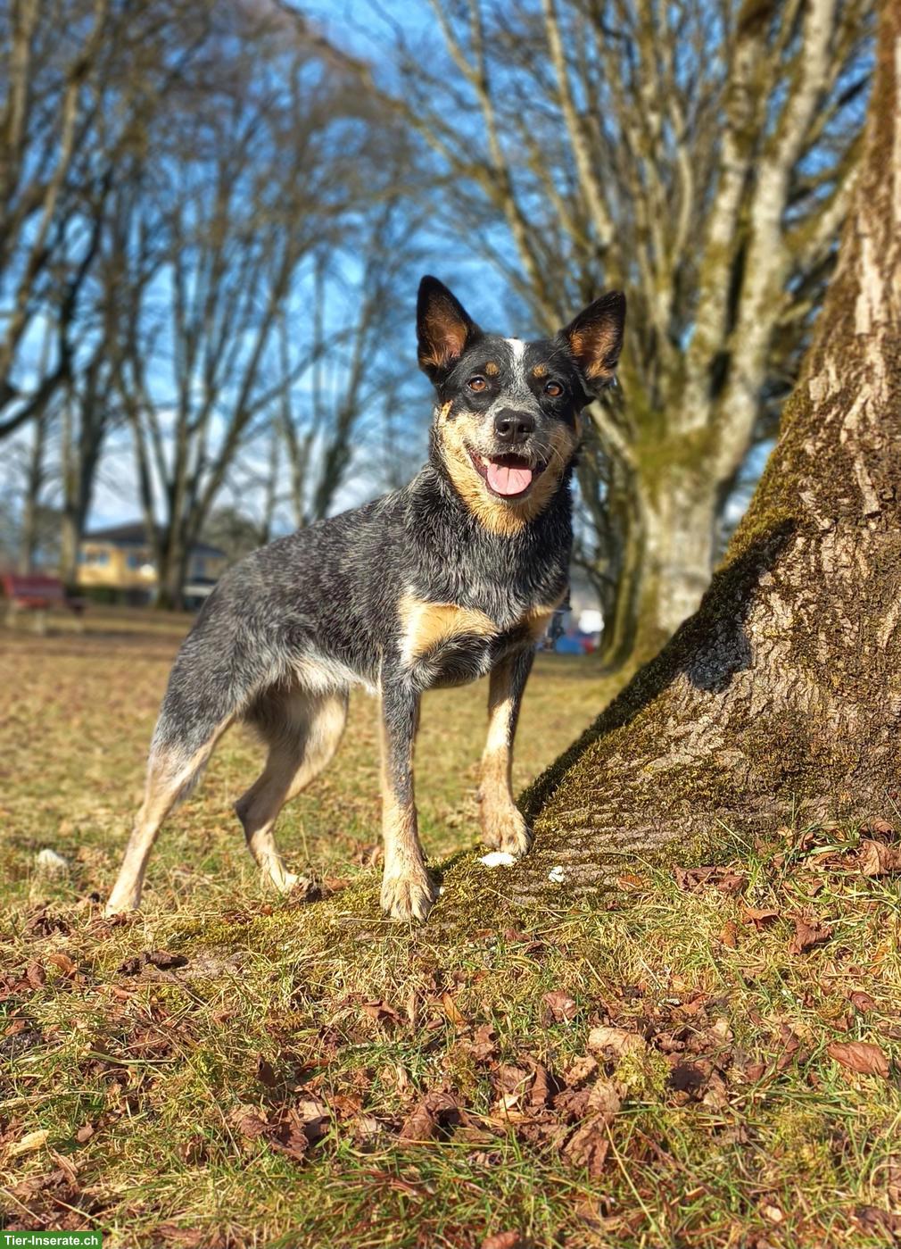 Bild 3: Australian Cattle Dog Hündin, sterilisiert