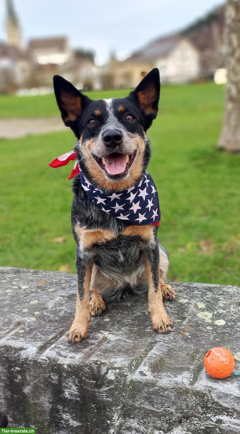Bild 4: Australian Cattle Dog Hündin, sterilisiert