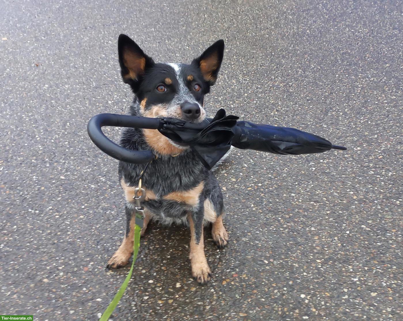 Bild 5: Australian Cattle Dog Hündin, sterilisiert