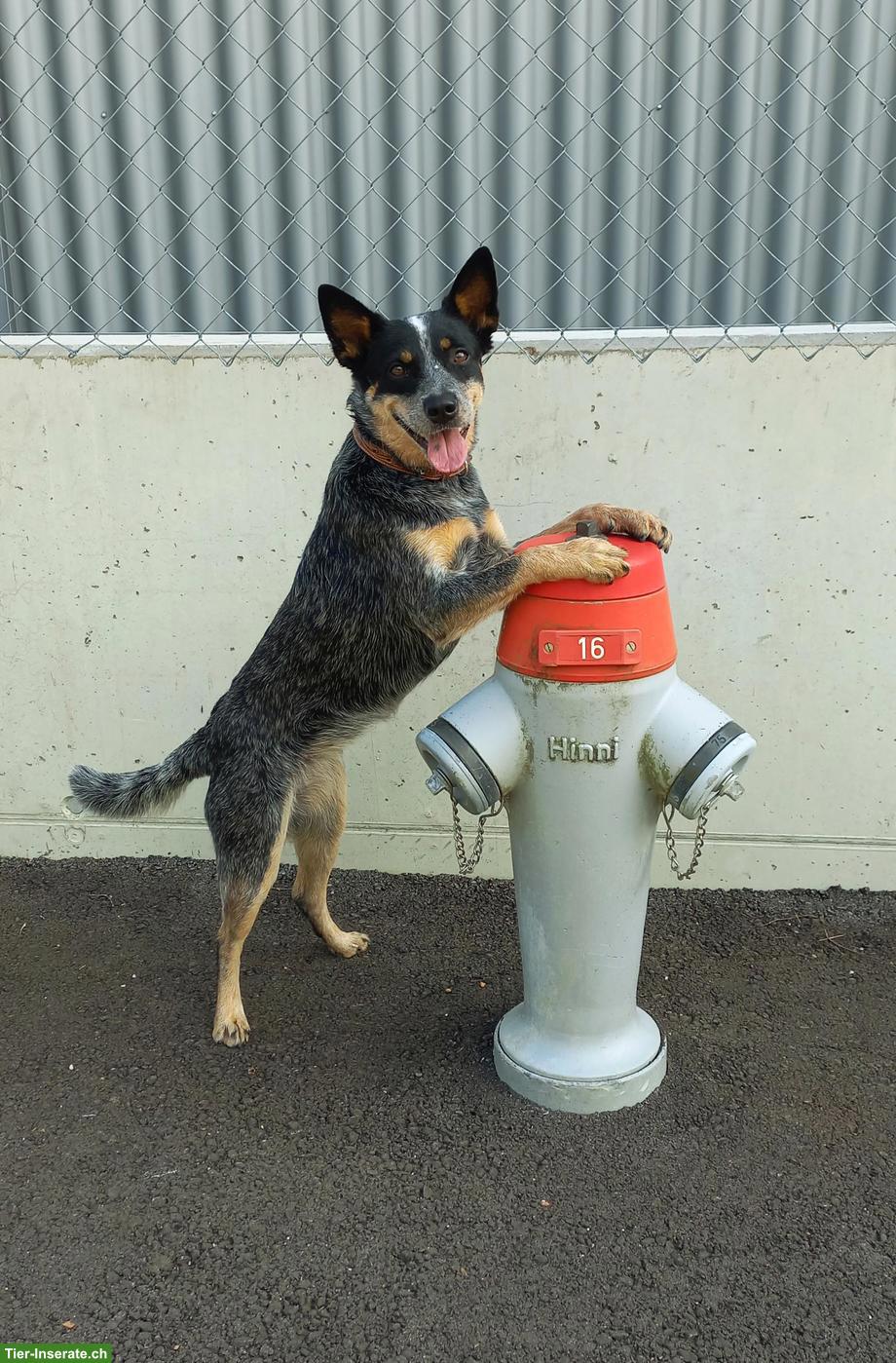 Bild 6: Australian Cattle Dog Hündin, sterilisiert