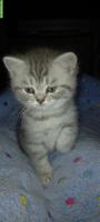Britisch Kurzhaar Kitten Wurf Silver Tabby