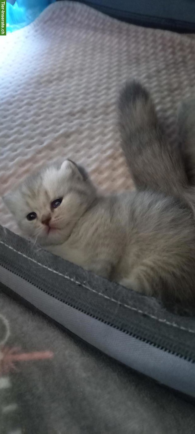 Bild 2: Britisch Kurzhaar Kitten Wurf Silver Tabby