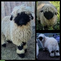 Walliser Schwarznasenschaf Widder