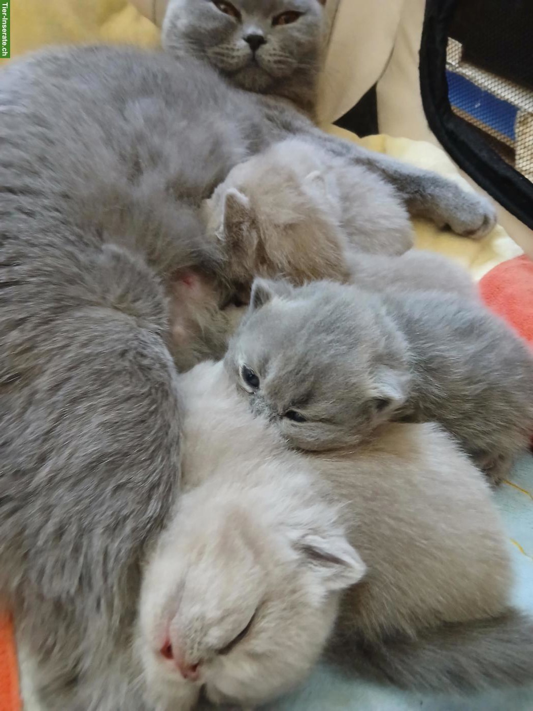 BKH Katzenbabys zu vergeben