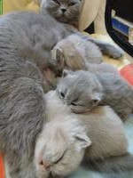 BKH Katzenbabys zu vergeben