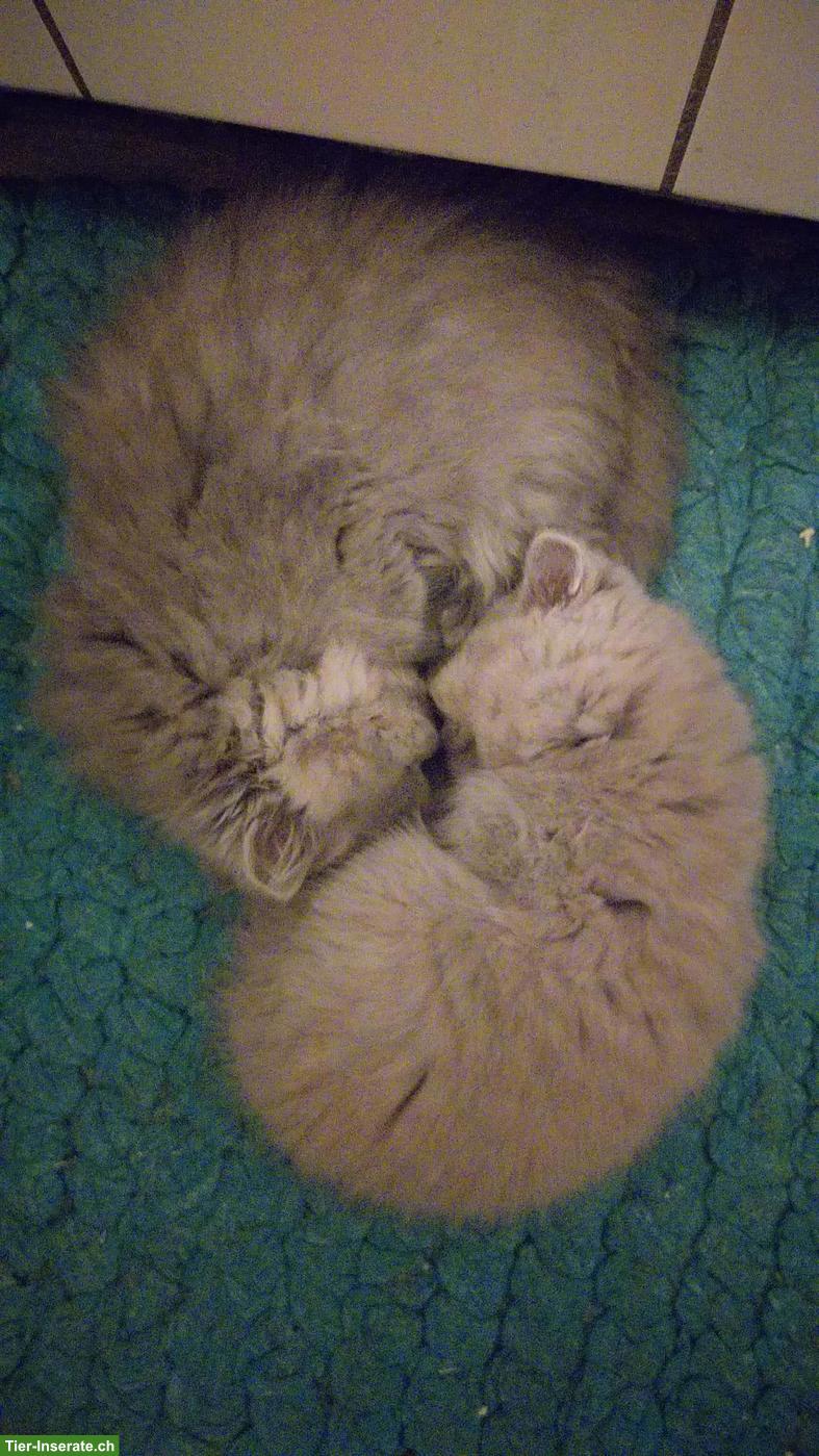 Bild 2: BKH Katzenbabys zu vergeben