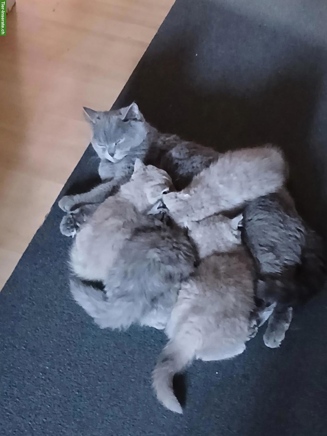 Bild 3: BKH Katzenbabys zu vergeben