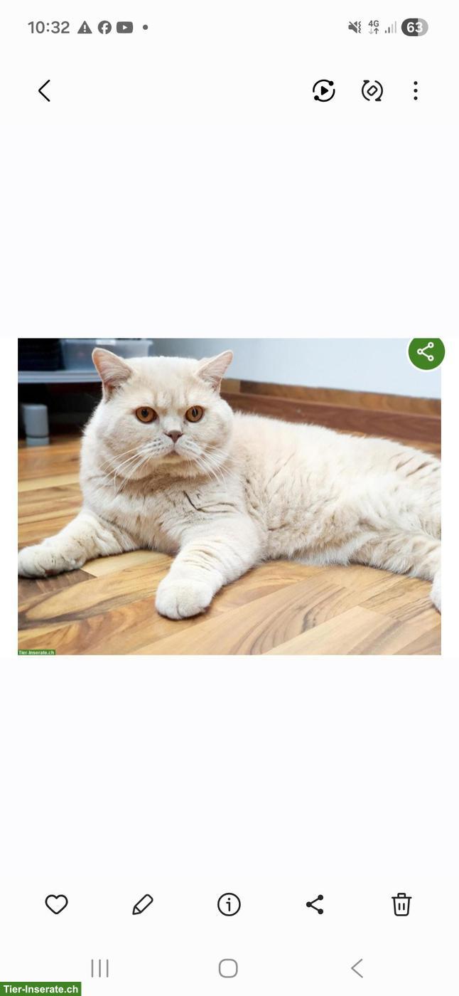 Bild 4: BKH Katzenbabys zu vergeben