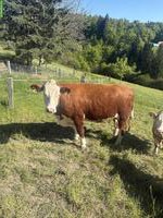 Hereford Mutterkuh mit Kalb