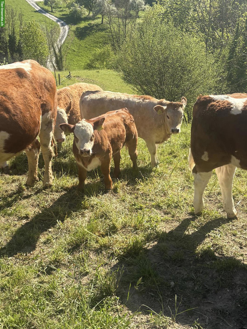Bild 2: Hereford Mutterkuh mit Kalb