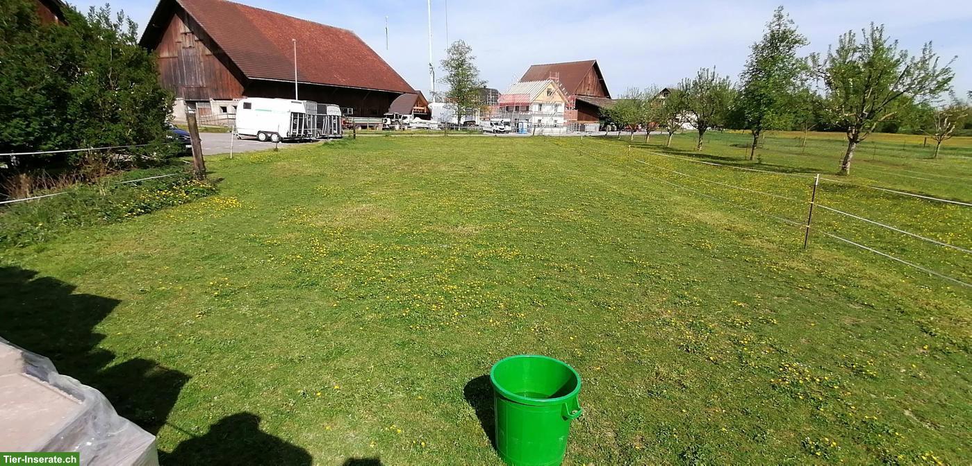 Bild 3: Pferdebox für max. 3 Monate (Mitte Juni bis Mitte September)